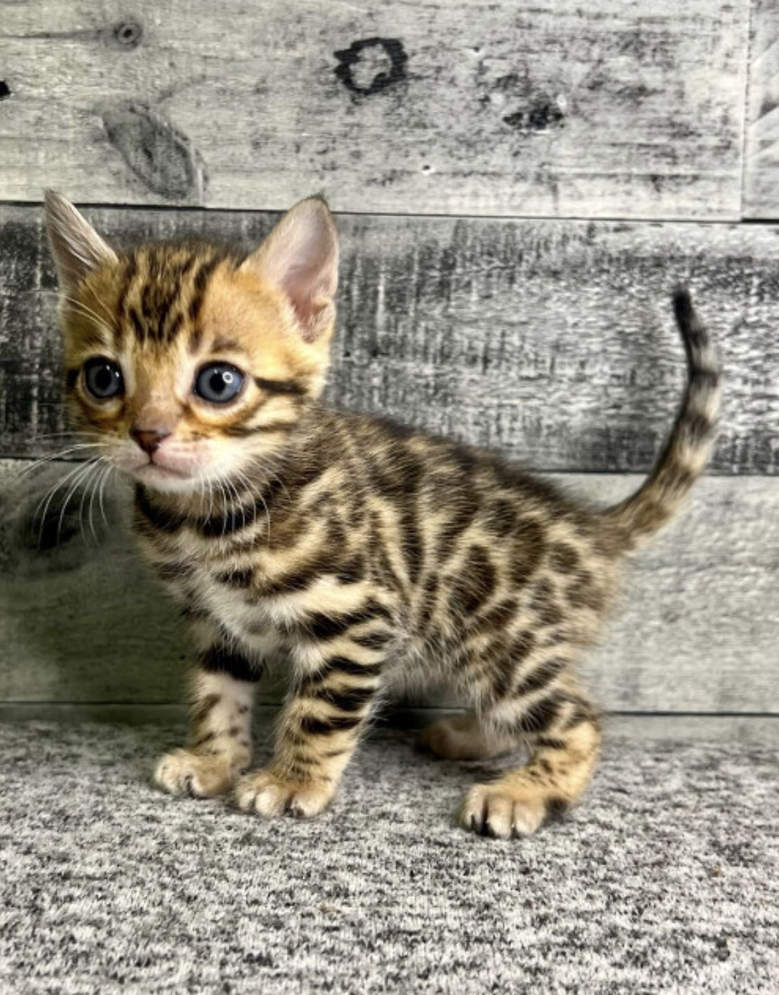Bengal Kittens Breeders Home — TICA Registered Bengal Breeder Enfield London