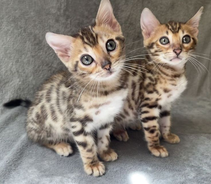 Bengal kittens raised in family home environment — Bengal Kittens Breeders Home