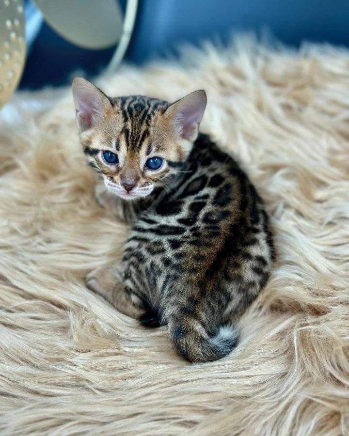 Bengal kitten for sale UK — Bengal Kittens Breeders Home