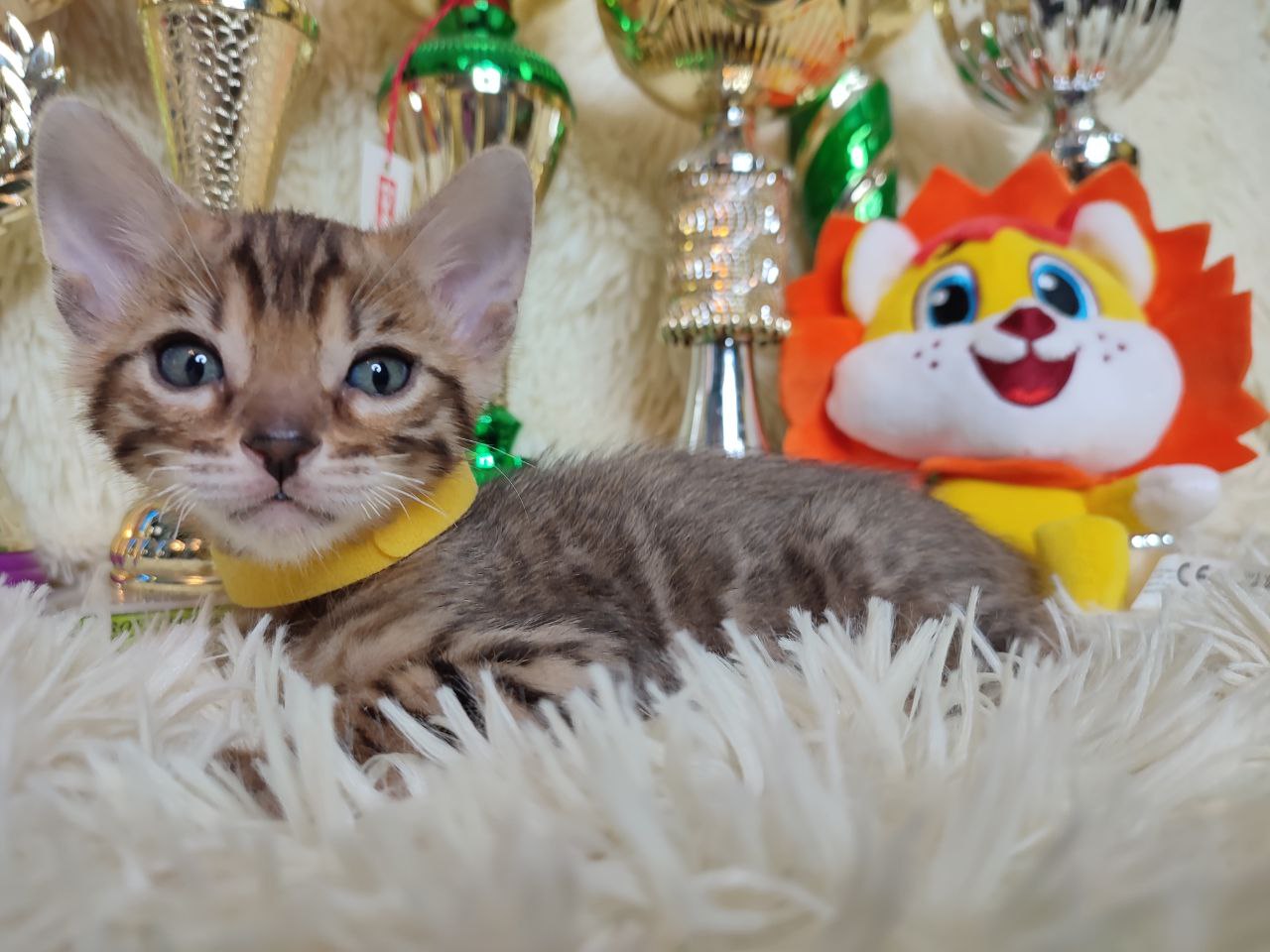 Ace — Male Bengal Kitten For Sale UK