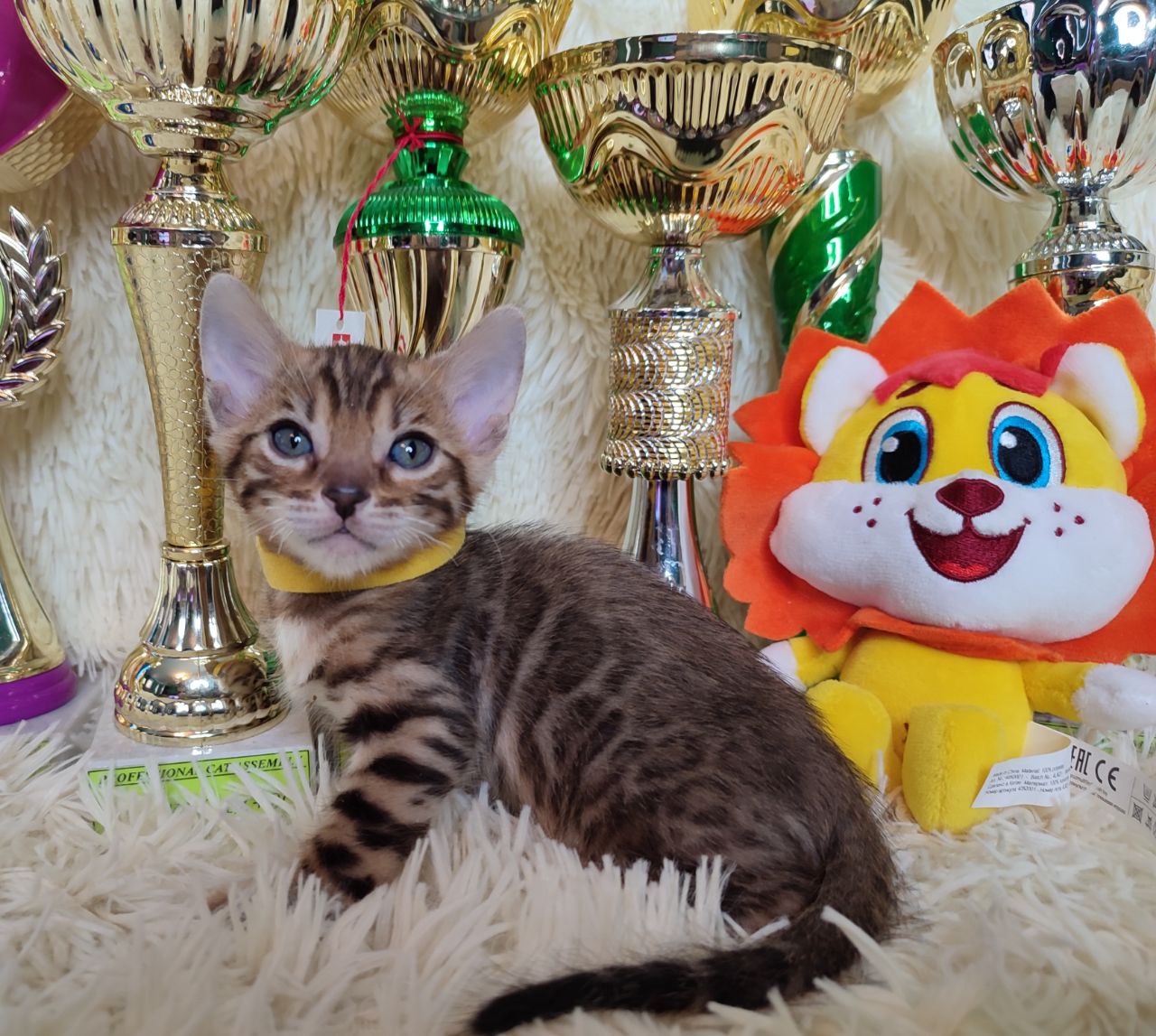 Ace Bengal kitten photo 2