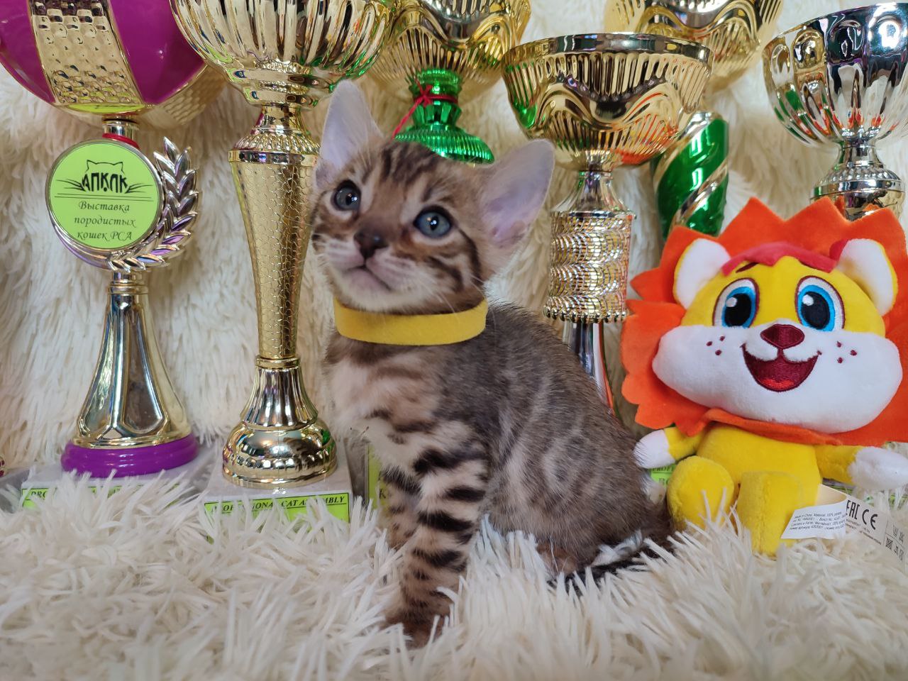 Ace Bengal kitten photo 3
