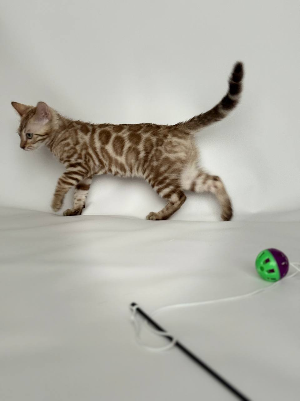 Blaze Bengal kitten