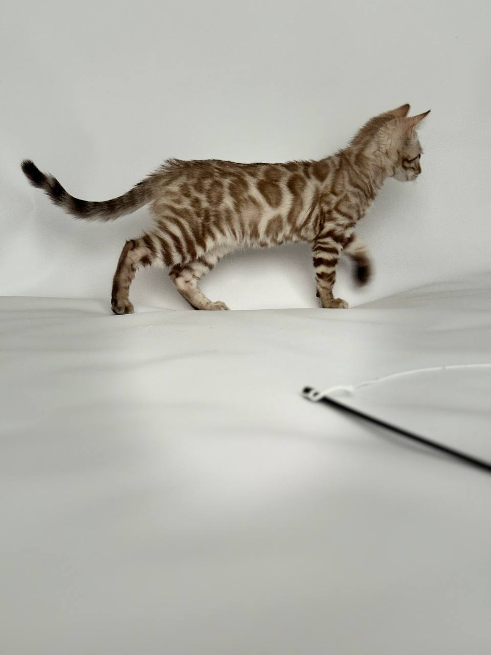 Blaze Bengal kitten photo 2