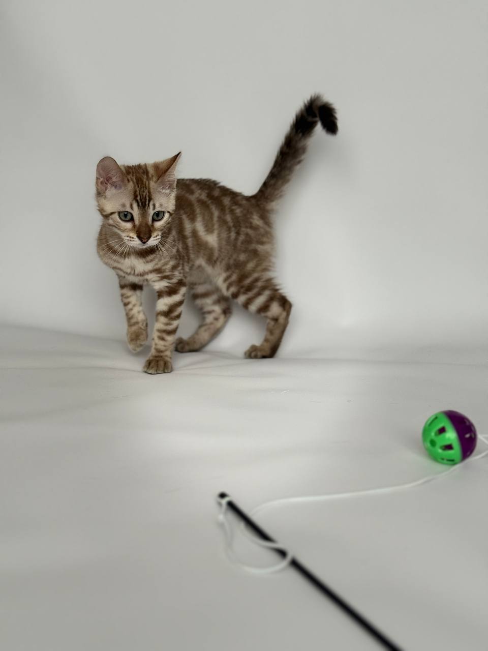 Blaze Bengal kitten photo 3
