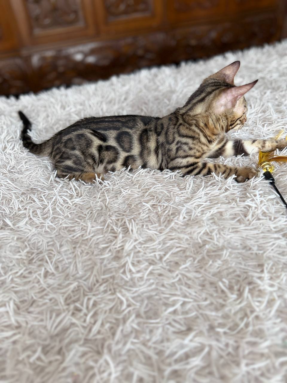 Cleo — Reserved Bengal Kitten