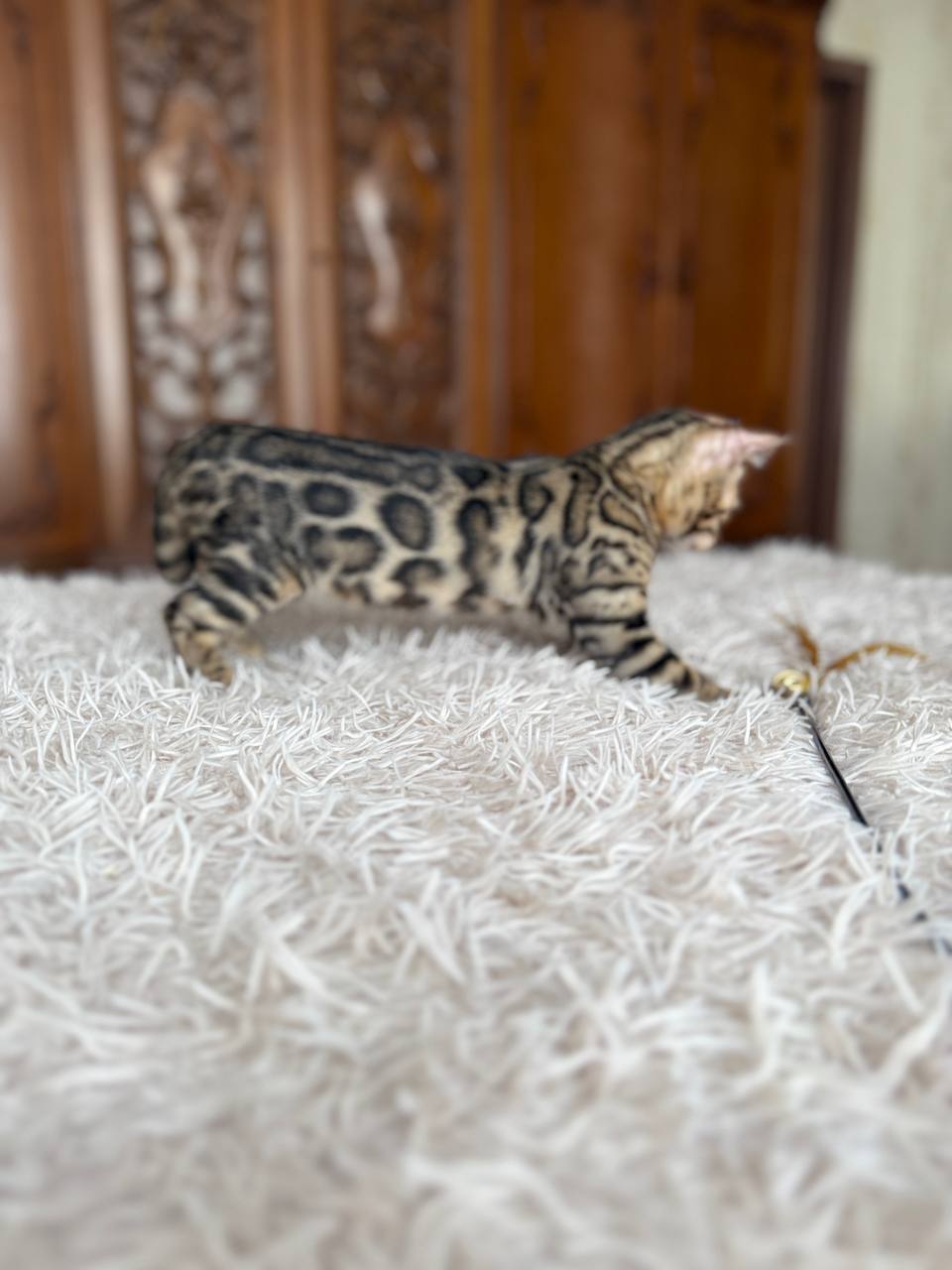 Cleo Bengal kitten photo 2