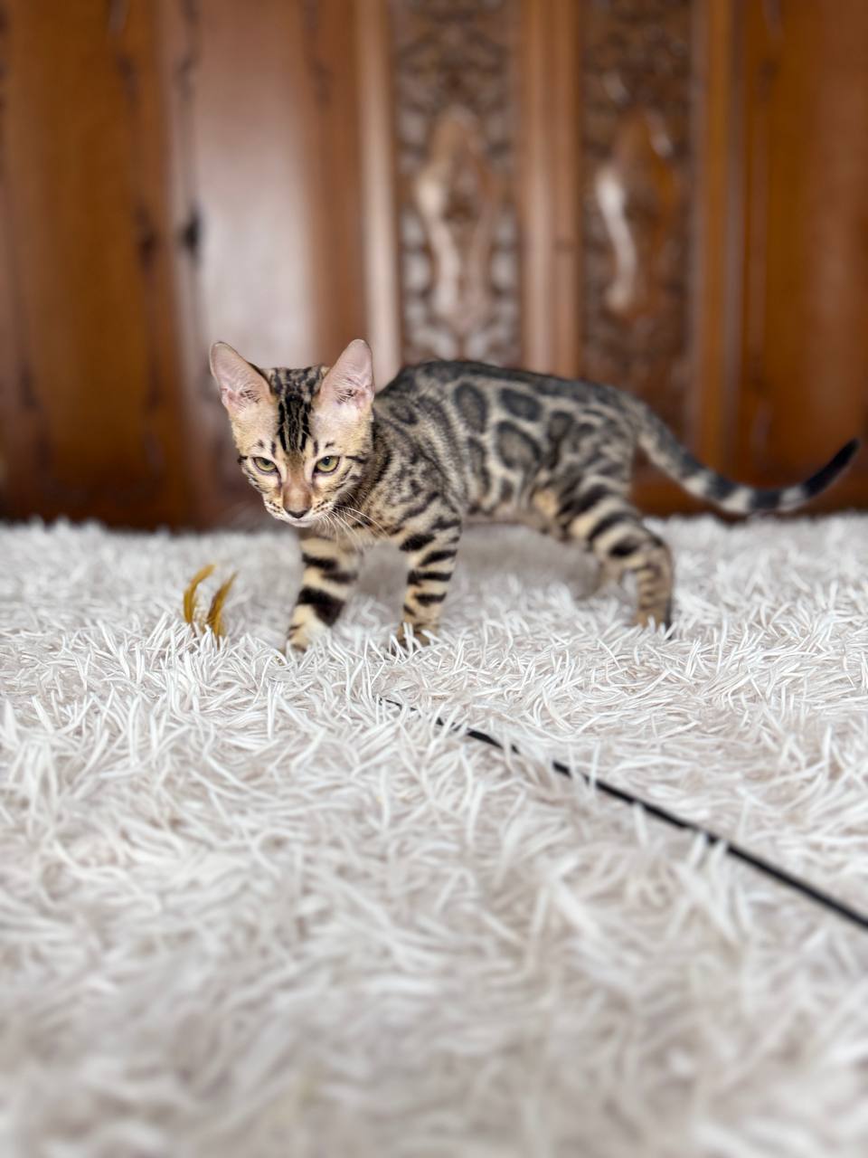 Cleo Bengal kitten photo 3