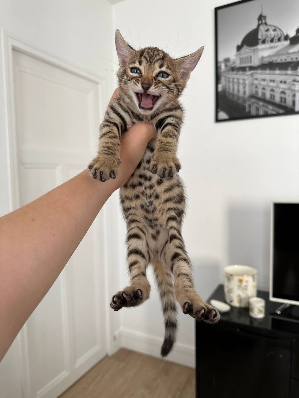Hunter — Male Bengal Kitten For Sale UK