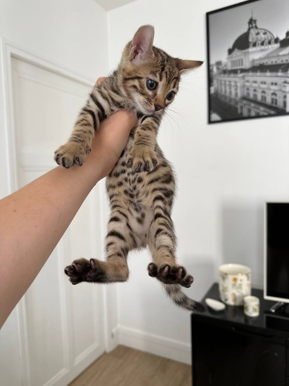 Hunter Bengal kitten photo 2