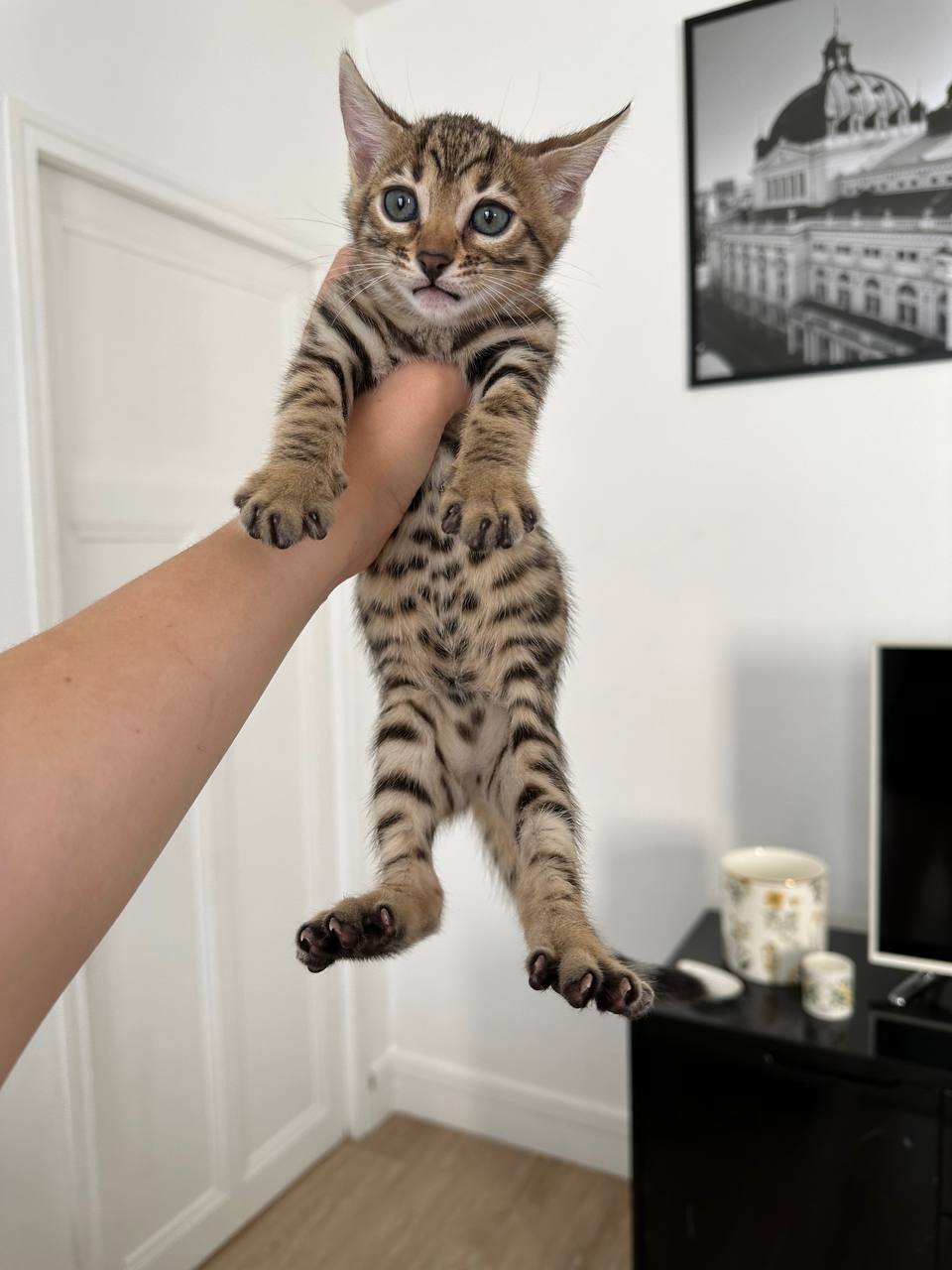 Hunter Bengal kitten photo 3
