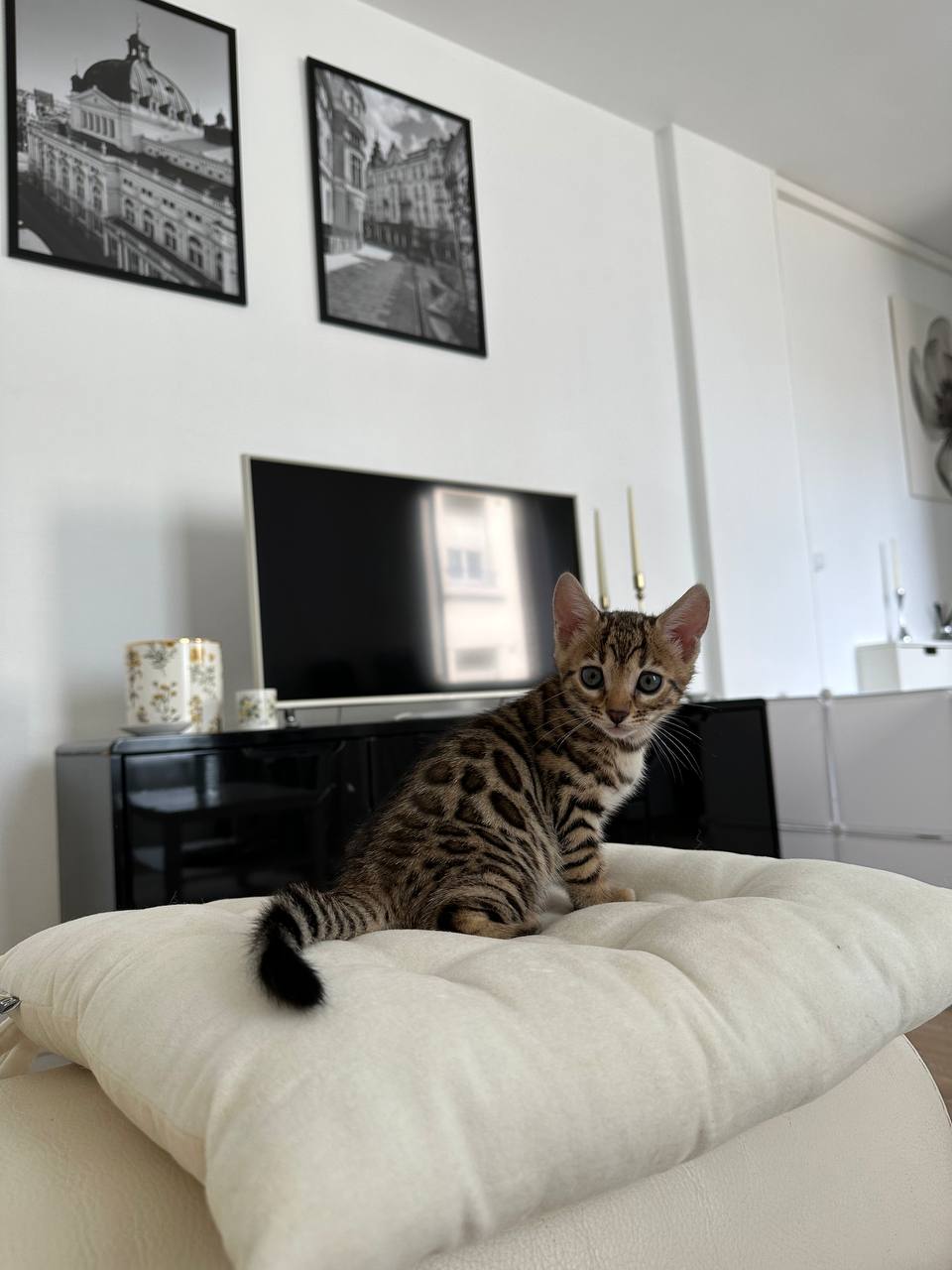 Jasper — Male Bengal Kitten For Sale UK