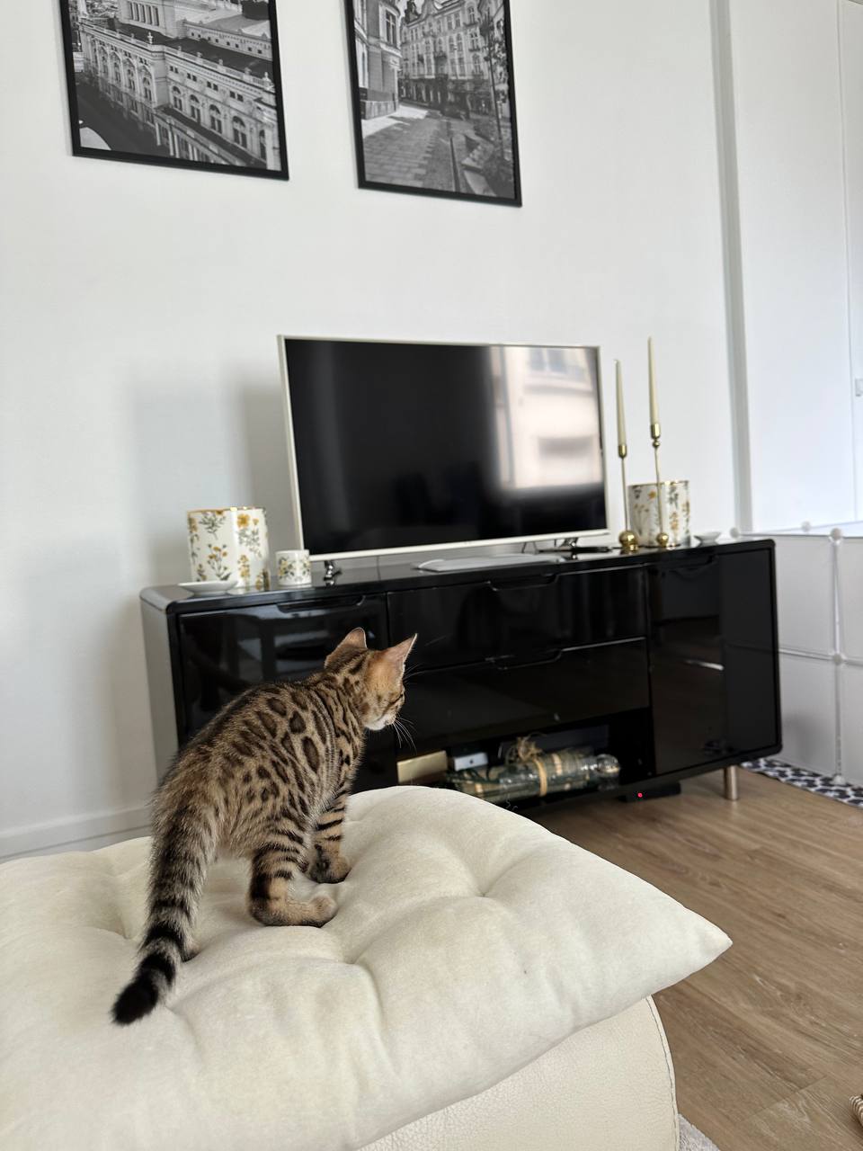 Jasper Bengal kitten photo 2