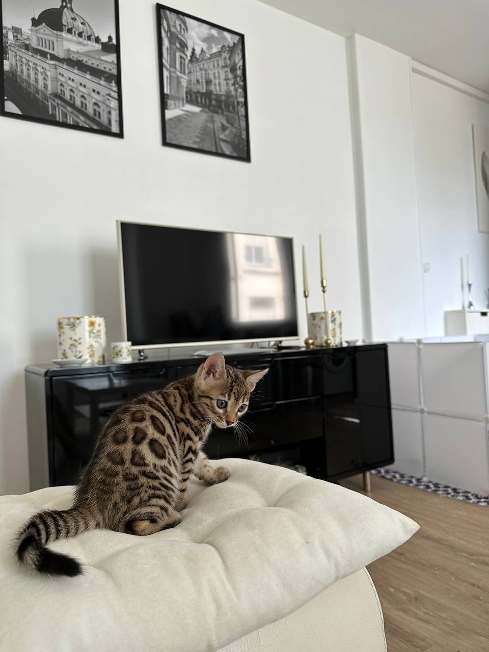 Jasper Bengal kitten photo 3
