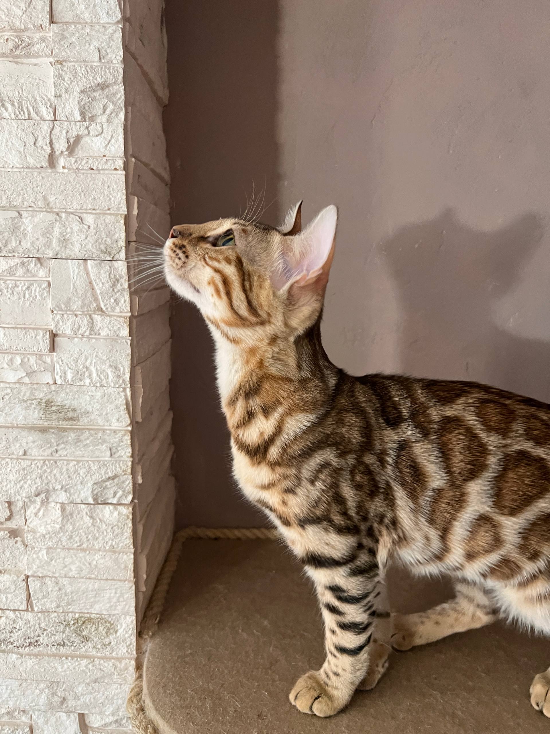 Koda — Reserved Bengal Kitten