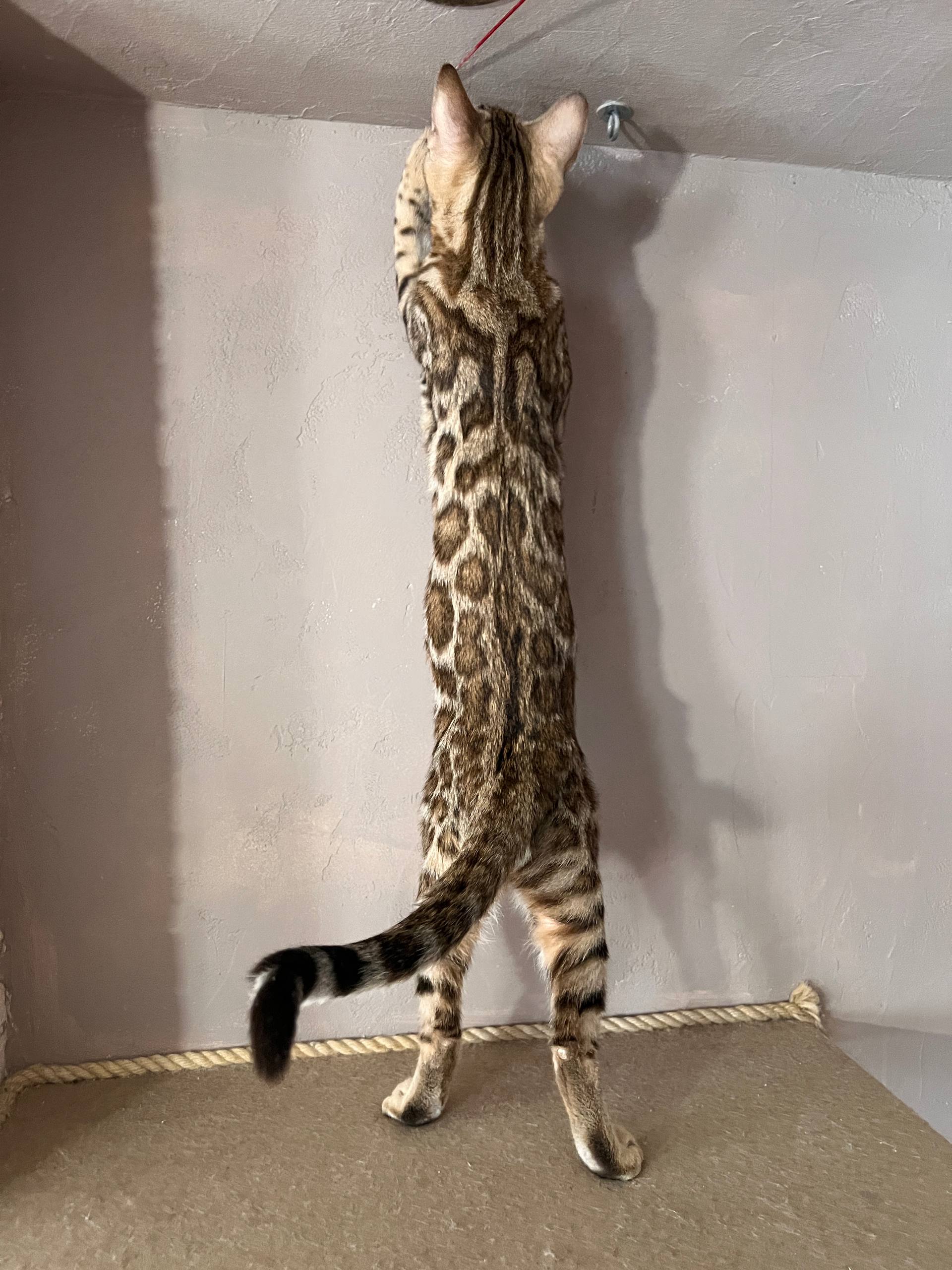 Koda Bengal kitten photo 2