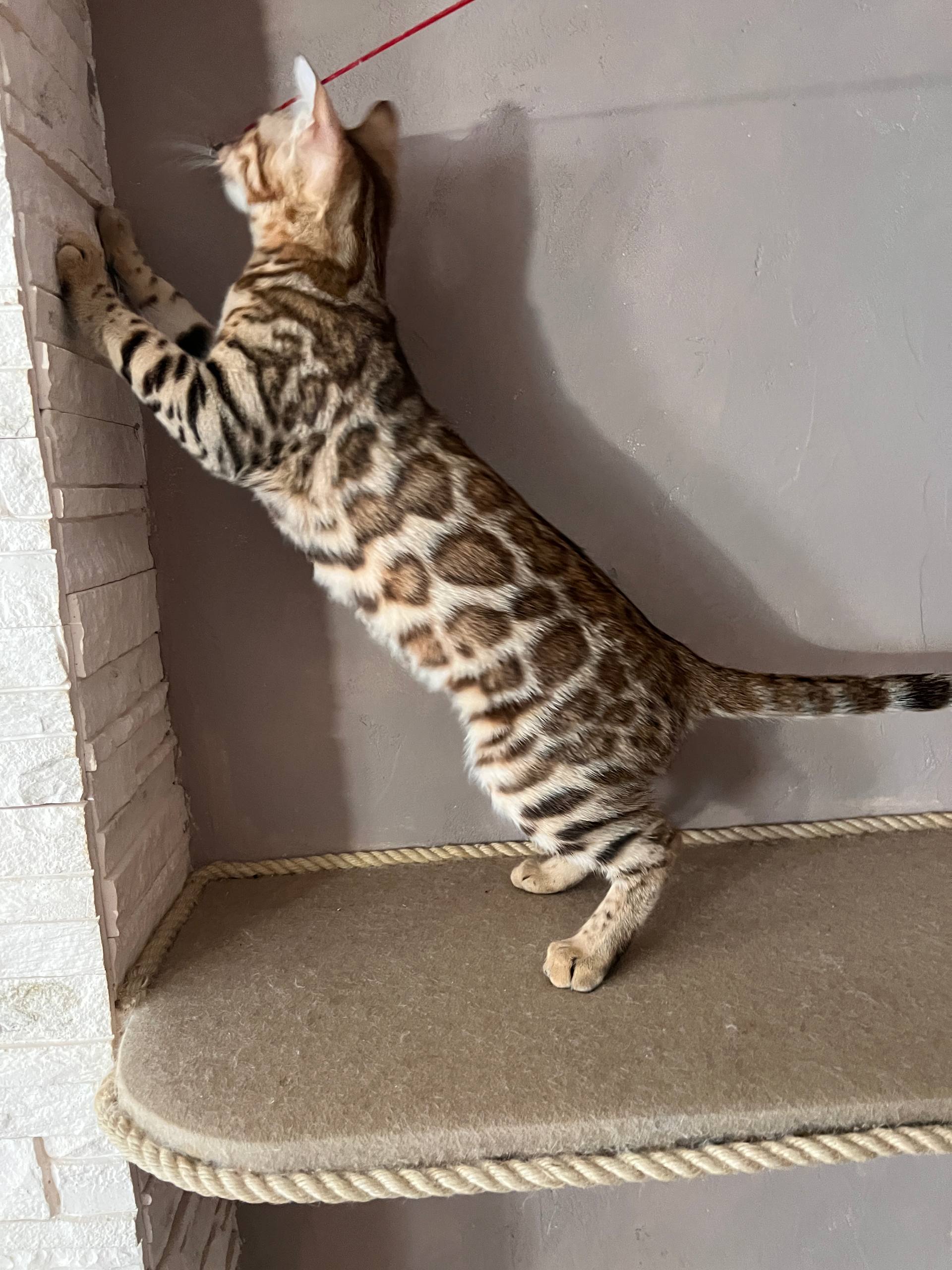 Koda Bengal kitten photo 3