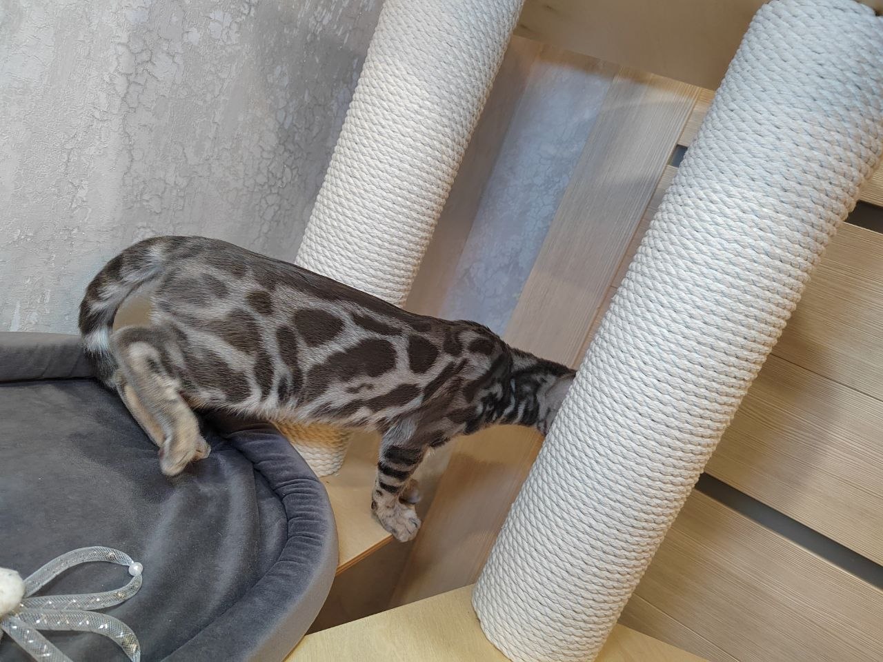 Luna Bengal kitten photo 2
