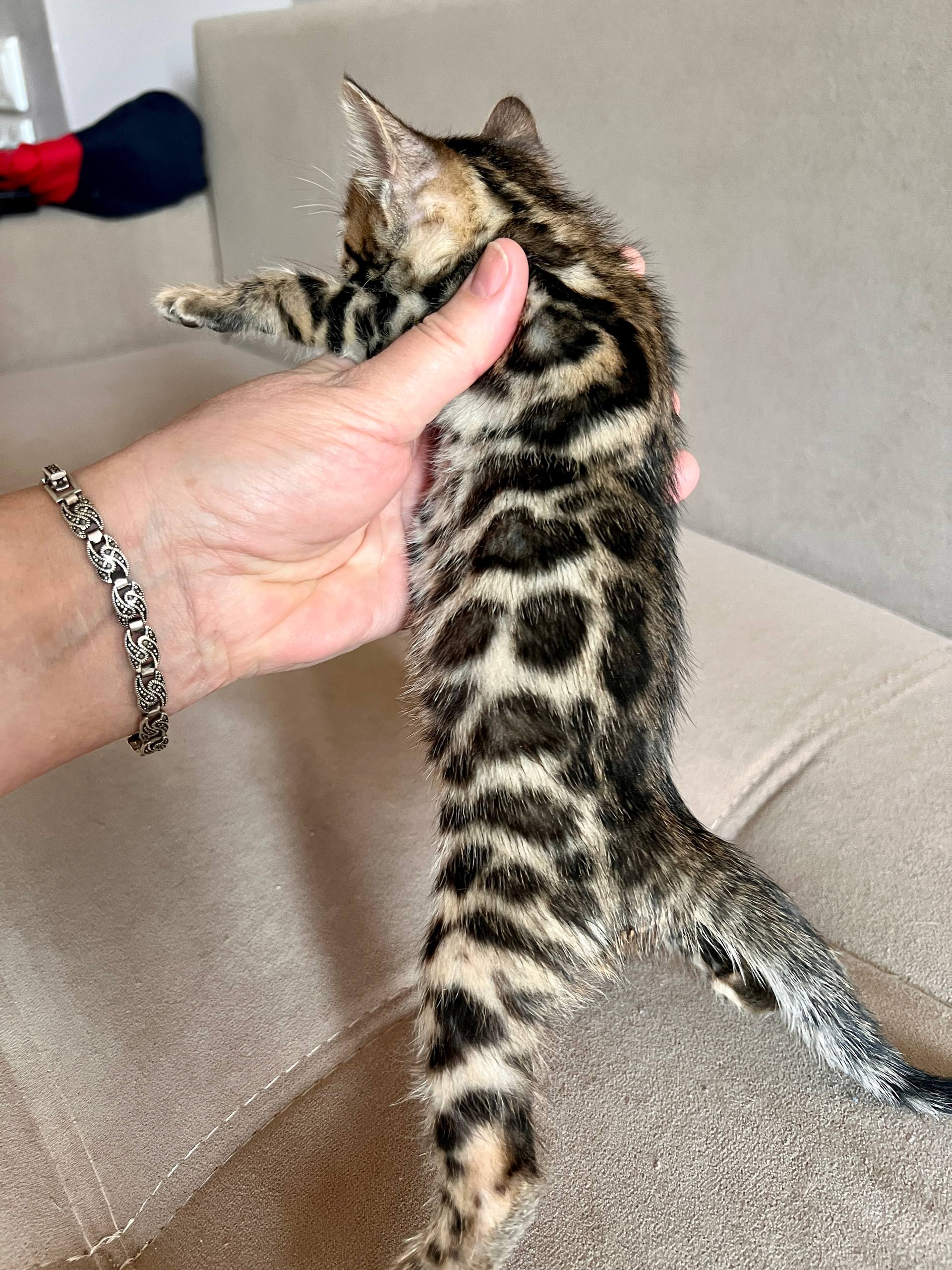 Misty Bengal kitten photo 2