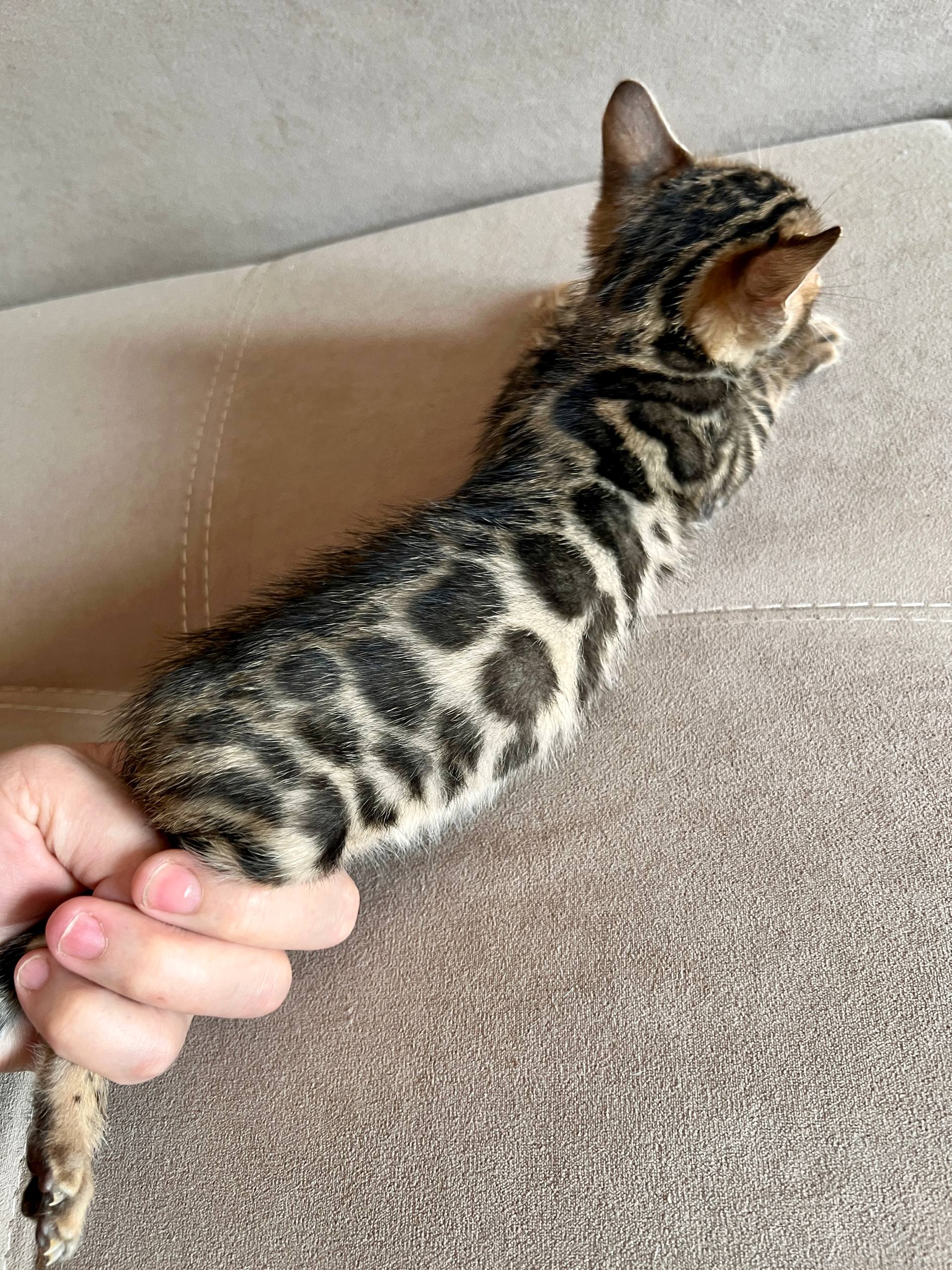Misty Bengal kitten photo 3