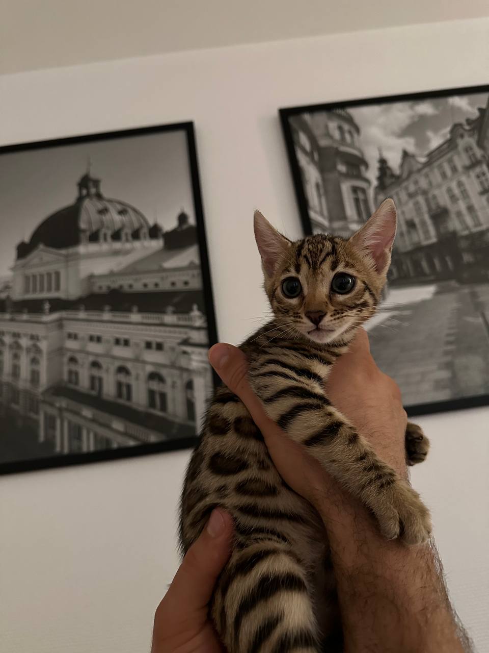 Nala Bengal kitten photo 2