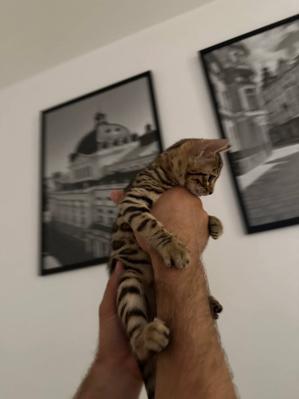 Nala Bengal kitten photo 3