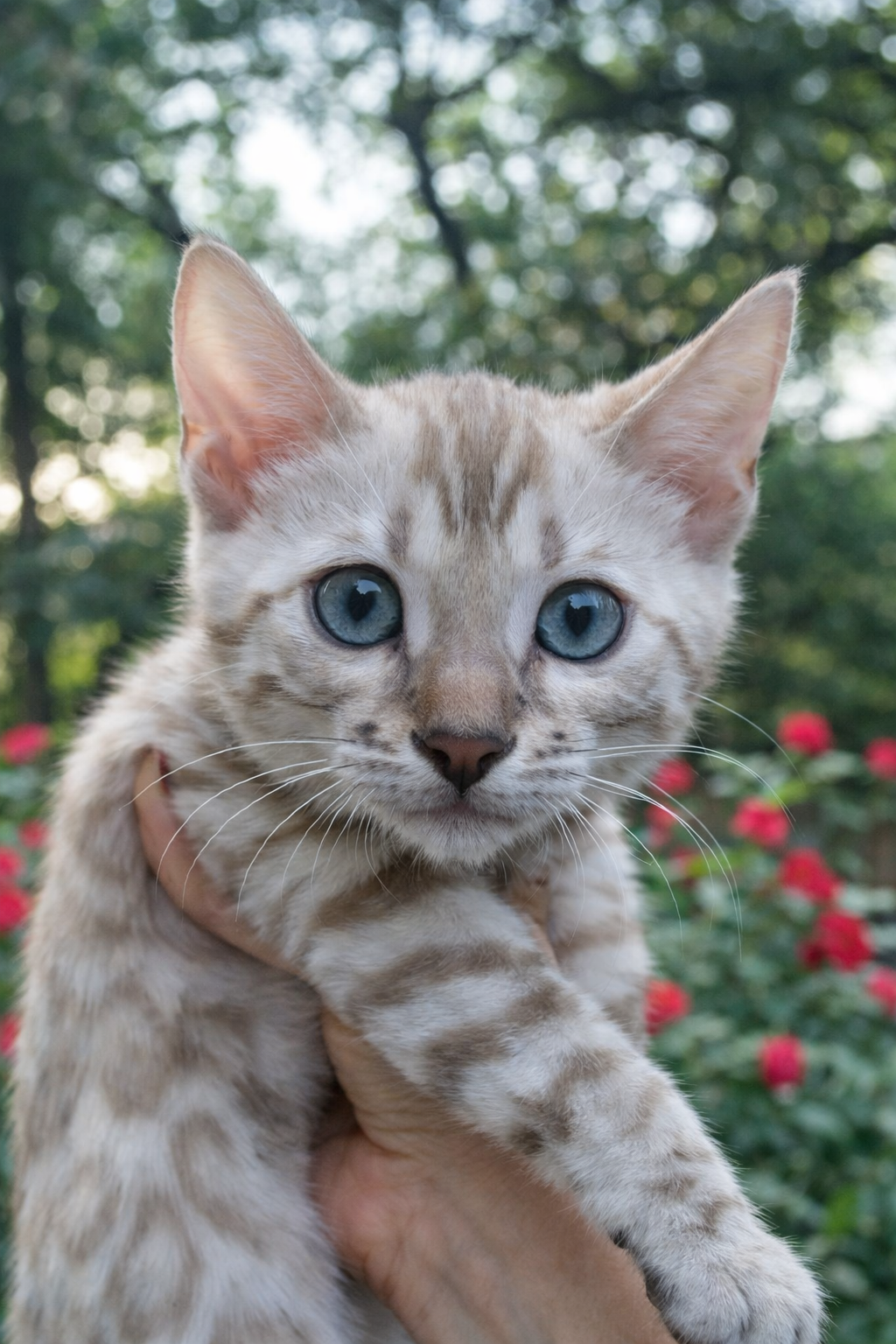 Raja Bengal kitten photo 2