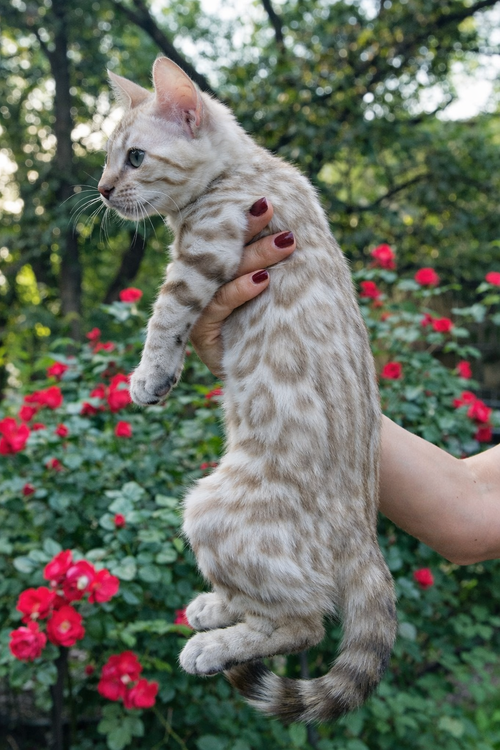 Raja Bengal kitten photo 3