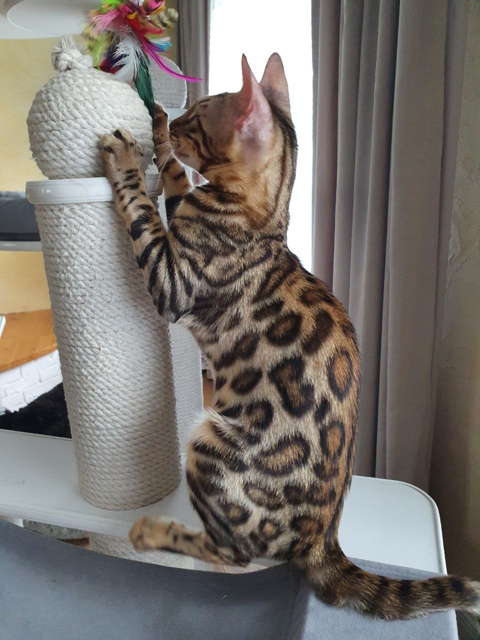 Simba Bengal kitten photo 2