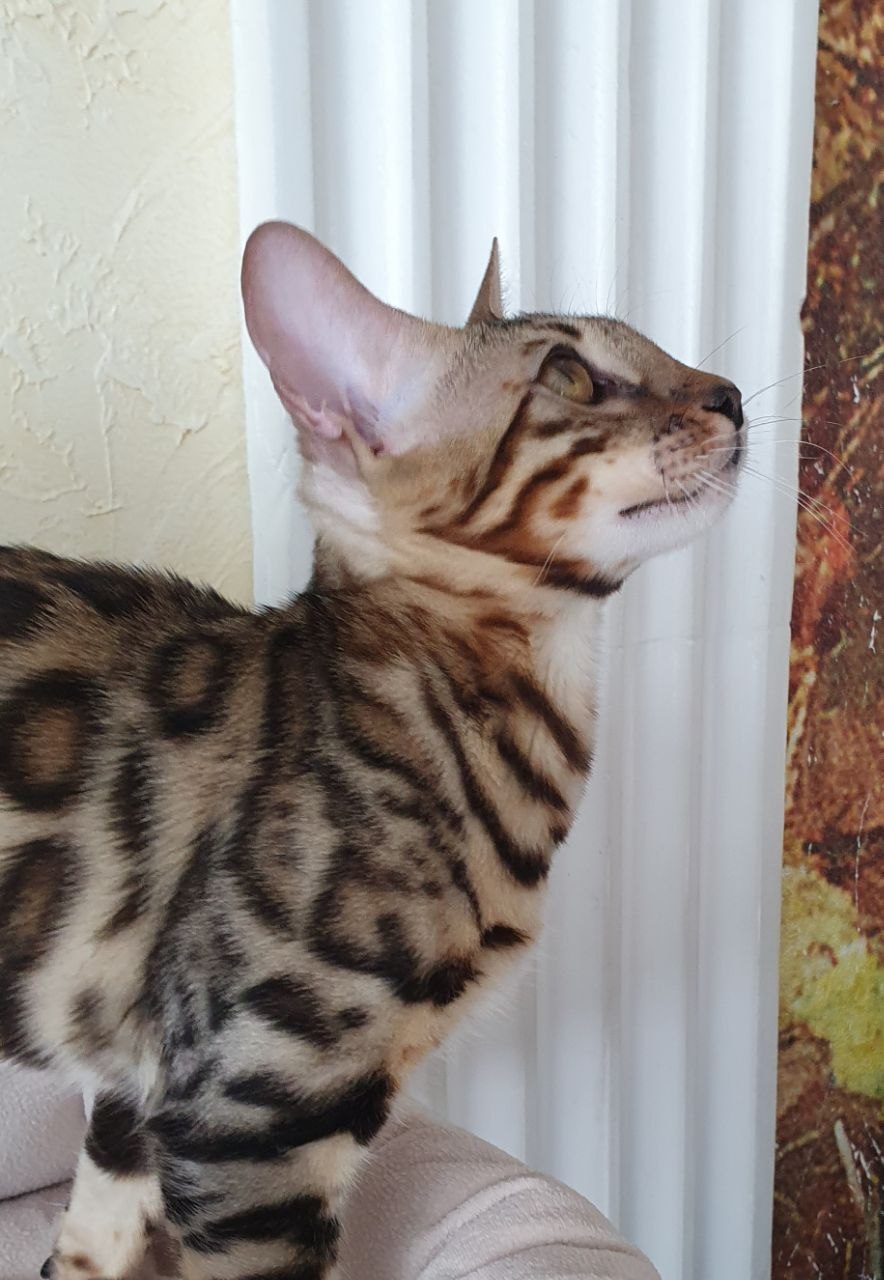 Simba Bengal kitten photo 3