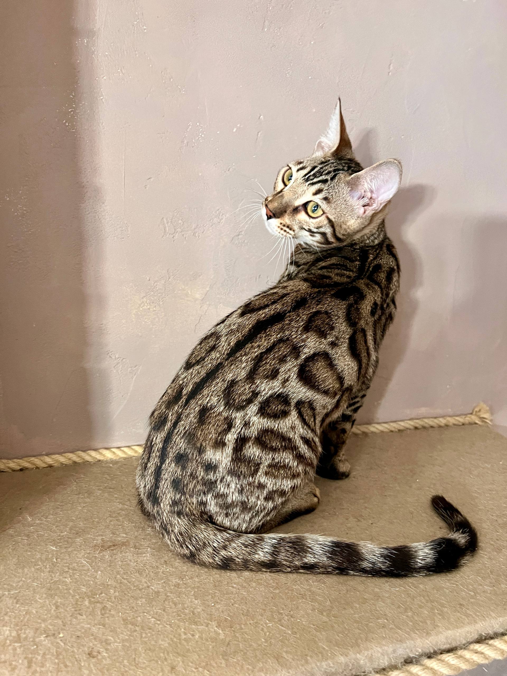 Stella — Female Bengal Kitten For Sale UK