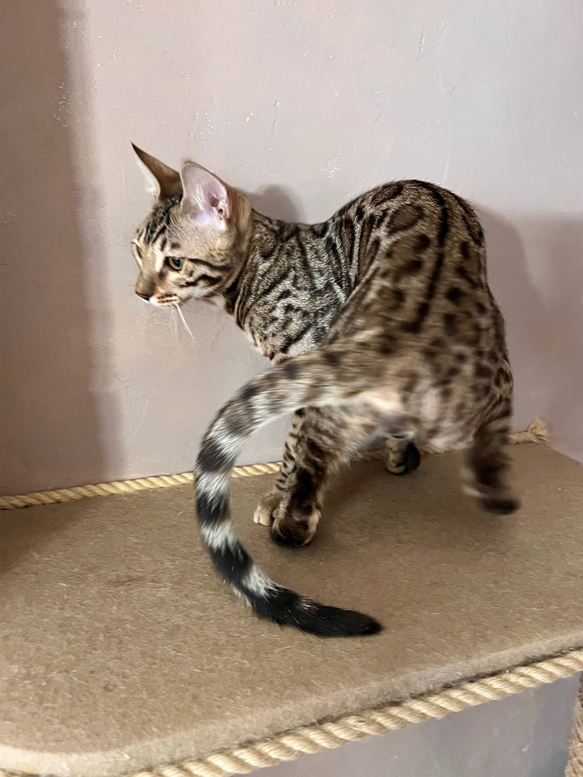 Stella Bengal kitten photo 2