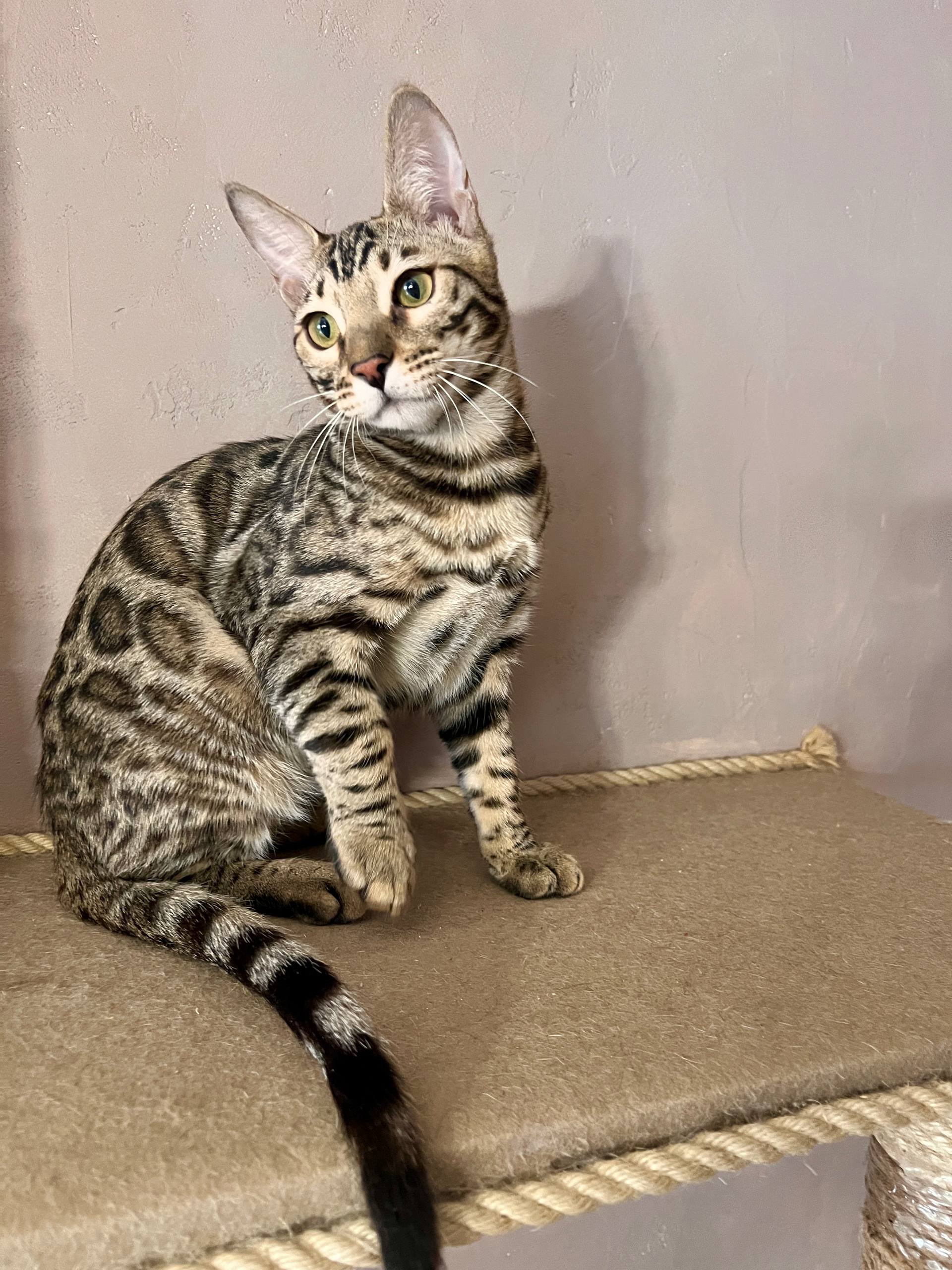 Stella Bengal kitten photo 3