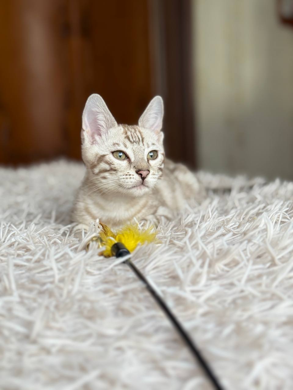 Titan Bengal kitten photo 2