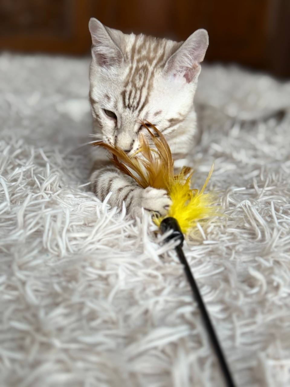 Titan Bengal kitten photo 3
