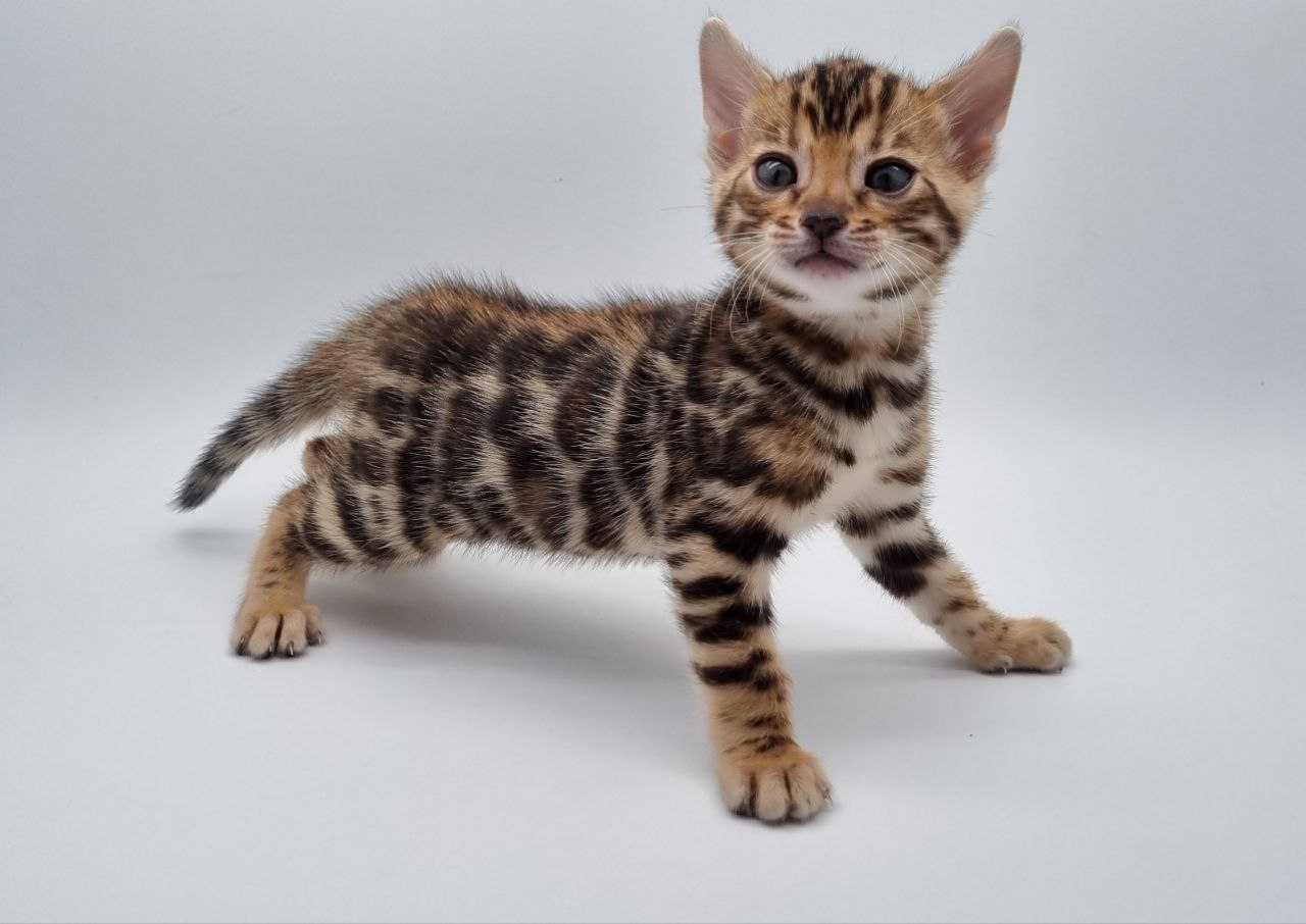Willow — Female Bengal Kitten For Sale UK