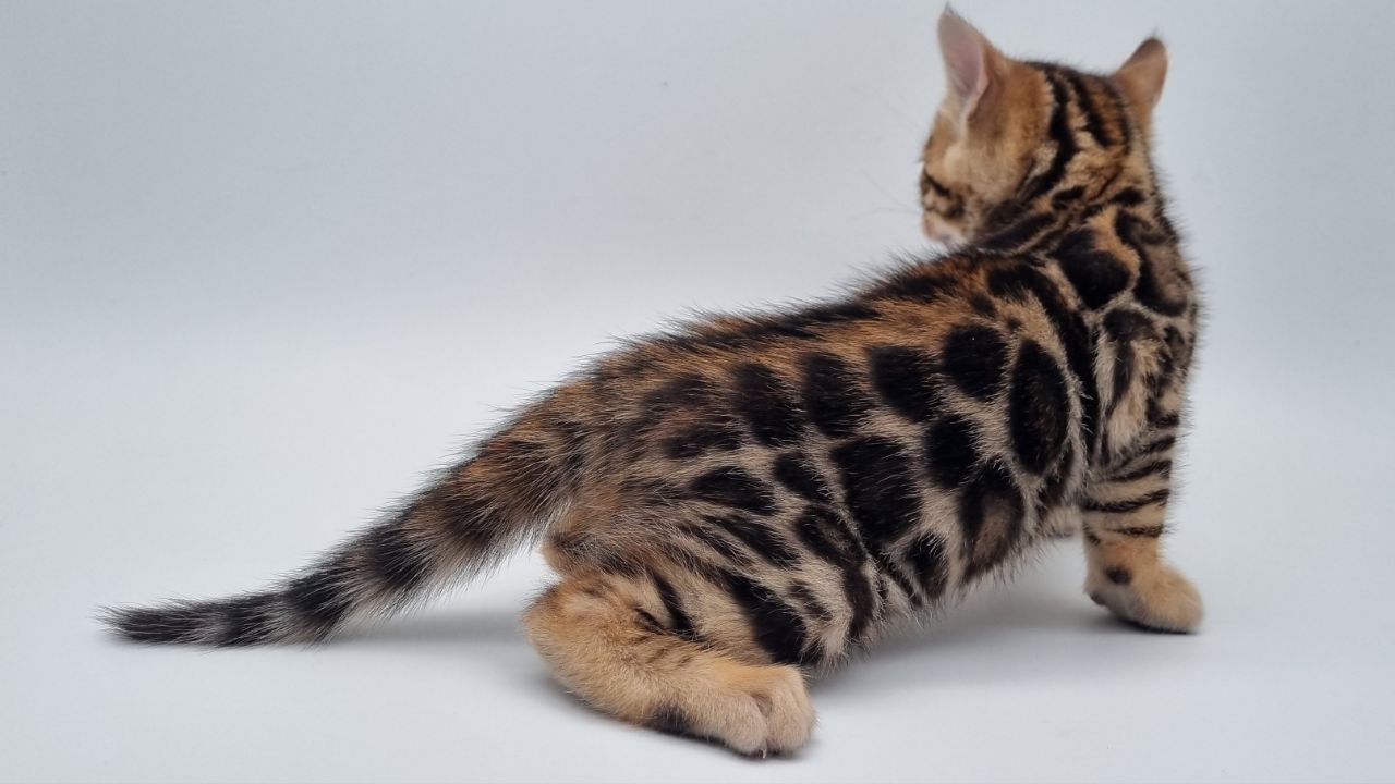 Willow Bengal kitten photo 2