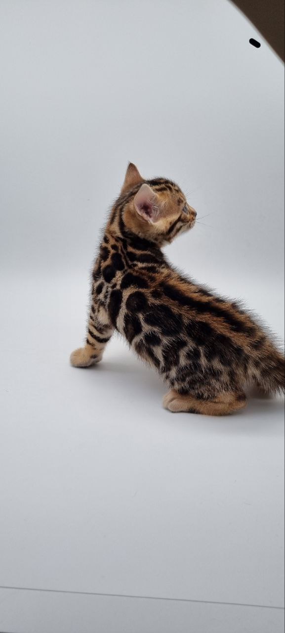 Willow Bengal kitten photo 3