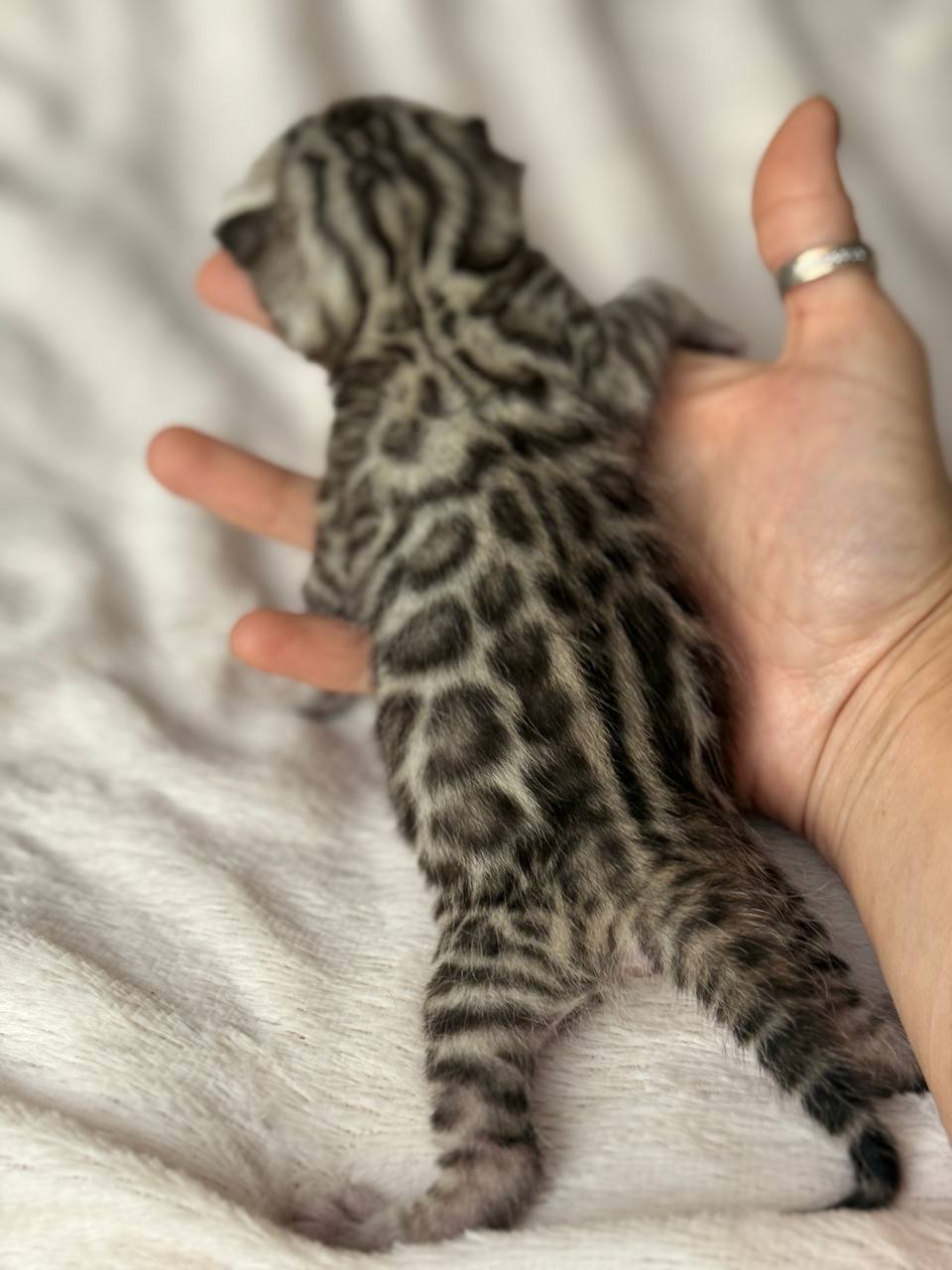Zara Bengal kitten photo 2