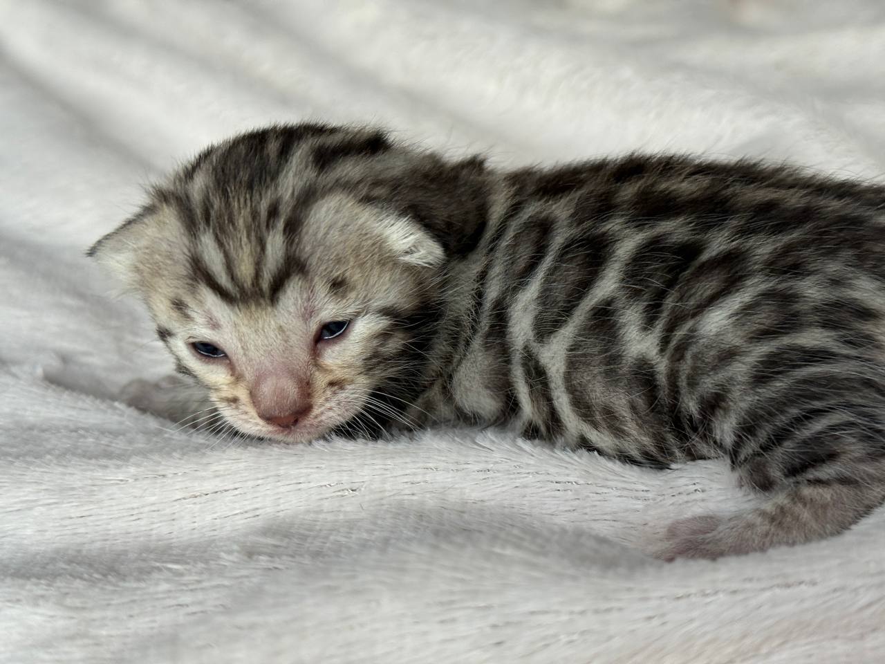 Zara Bengal kitten photo 3